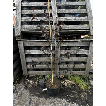 BRZOZA CZERWONA nisko szczepiona - sadzonki 120 / 150 cm